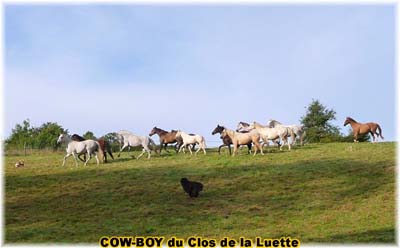 le bouvier des flandres et le cheval - Elevage du CLOS DE LA LUETTE - COPYRIGHT DEPOSE